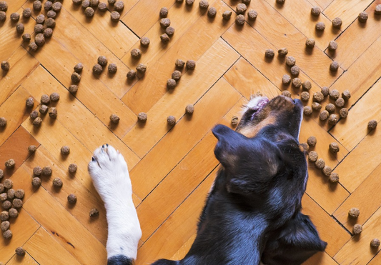 La mejor comida para perros: calidad y bienestar en cada bocado