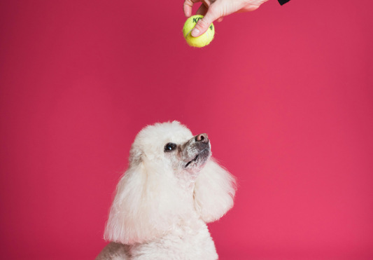 10 Consejos para entrenar a tu perro en casa