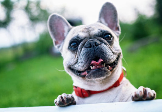 ¿Cómo hacer que mi perro esté fuerte y mantenga un nivel de hierro saludable?