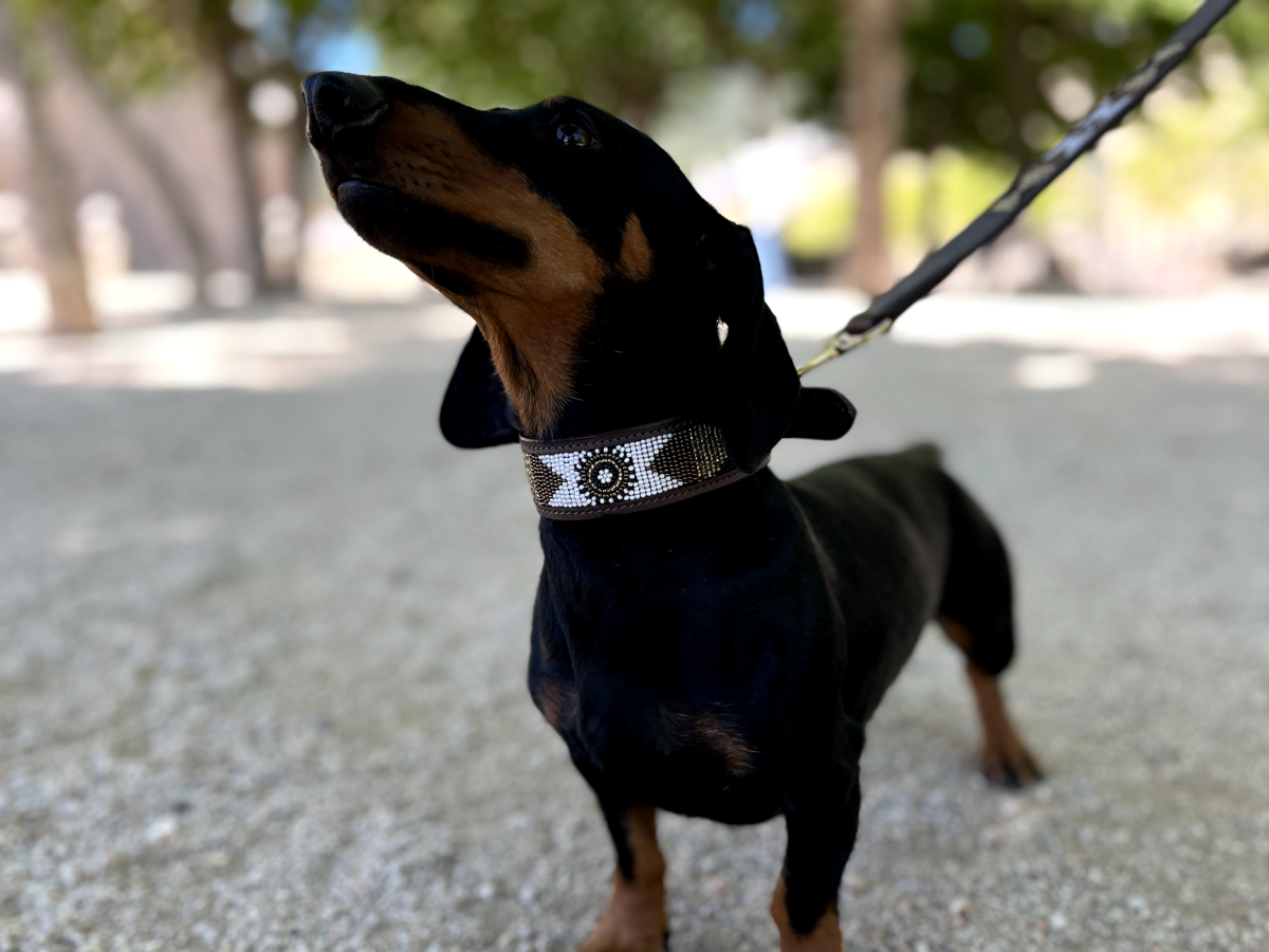 Pack correa y collar Massai