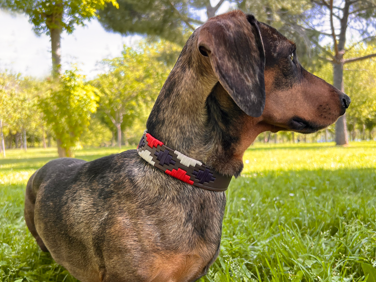 Collar Miley