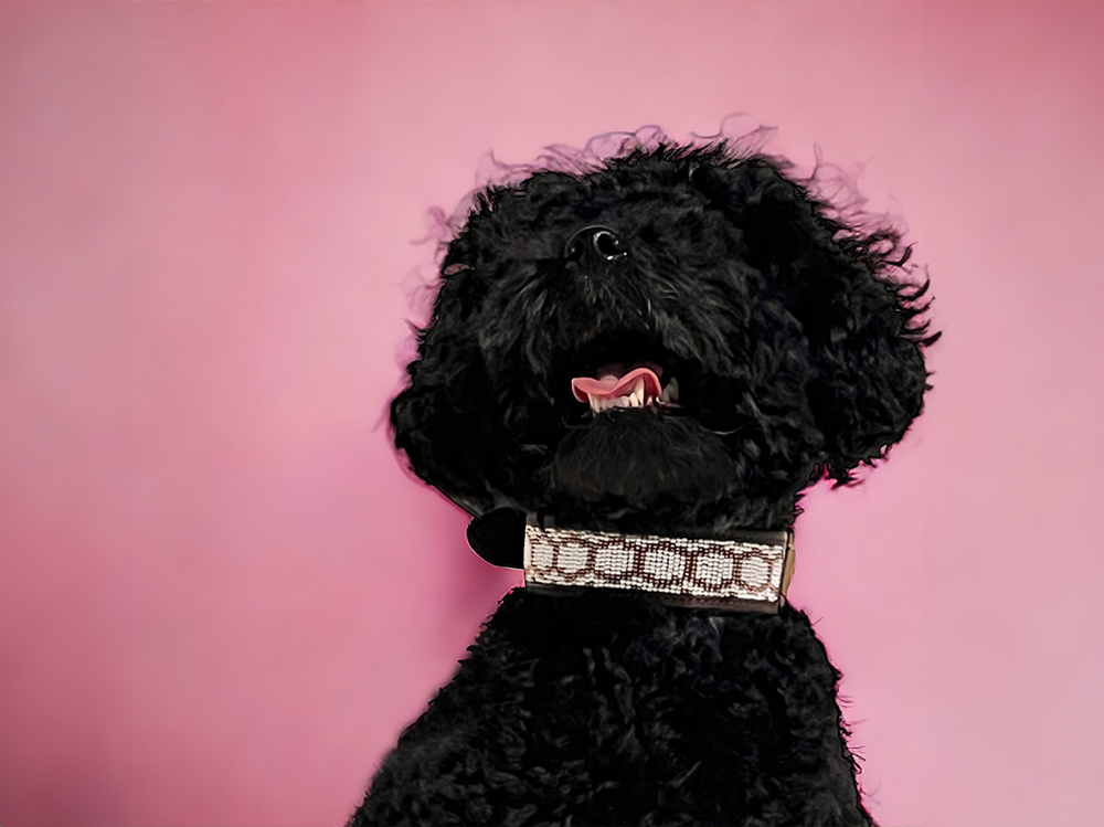 Collar Purnama