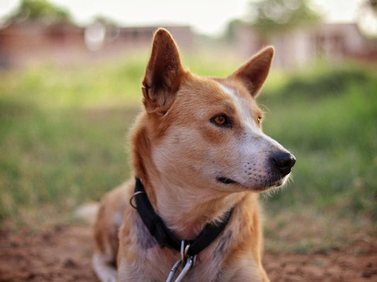 Perro marrón con collar negro tumbado al aire libre