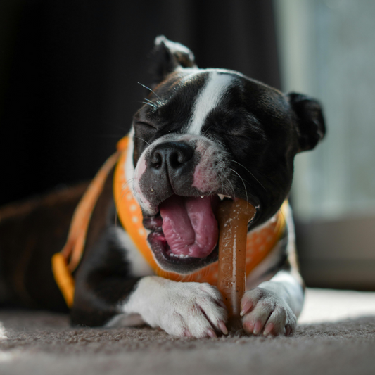 Productos para la higiene bucal de tu perro: cómo mantener sus dientes sanos