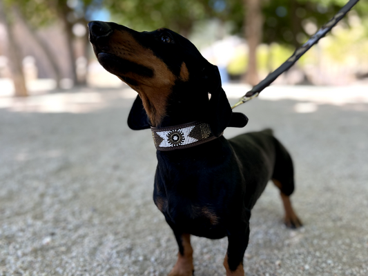 Teckel negro y fuego con el collar de piel Massai durante un paseo, listo para limpiarlo después del parque