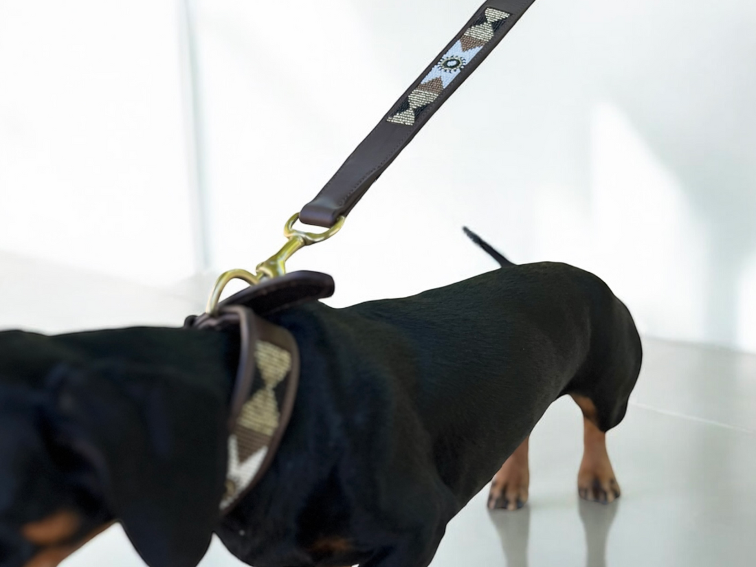 Mi perro tira de la correa: por qué lo hace y cómo conseguir paseos tranquilos
