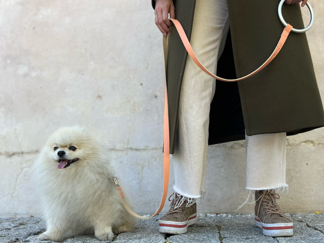 Kirby, un pomerania blanco, con la correa de piel Olympic de asa de anilla durante un paseo