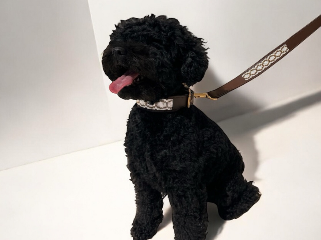 Kiko, un caniche negro, con el collar de piel Purnama y su correa a juego