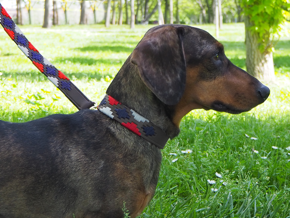 ¿Correa corta o larga? Cómo elegir la longitud ideal para tu perro