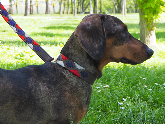 ¿Correa corta o larga? Cómo elegir la longitud ideal para tu perro