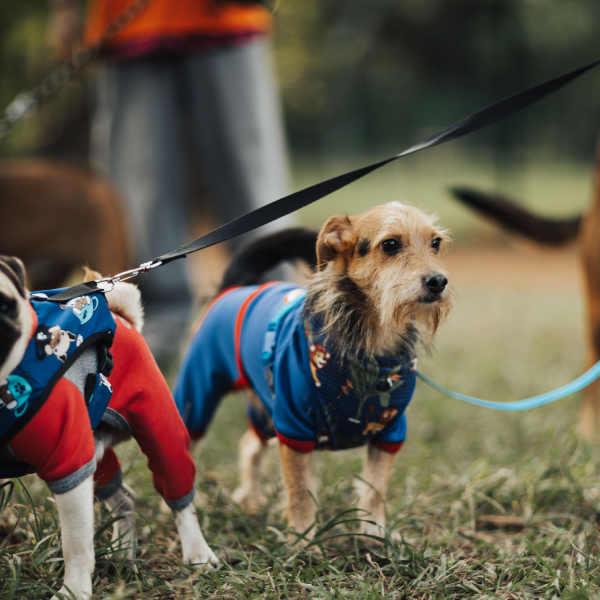 Carreras solidarias con perros en Madrid y España: correr por ellos también cuenta