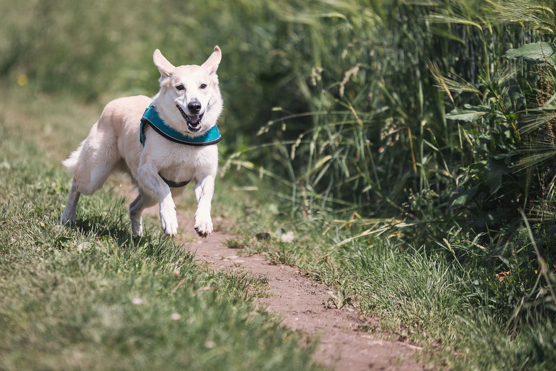 Perro blanco corriendo por un sendero entre la hierba con un arnés turquesa