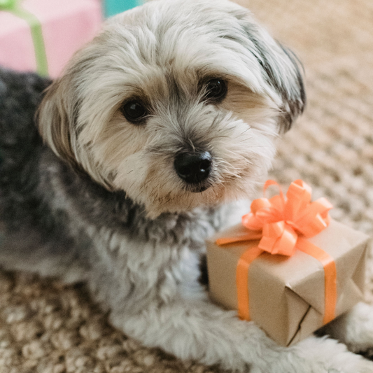 Regalos para perros (y para quienes les quieren): guía para acertar