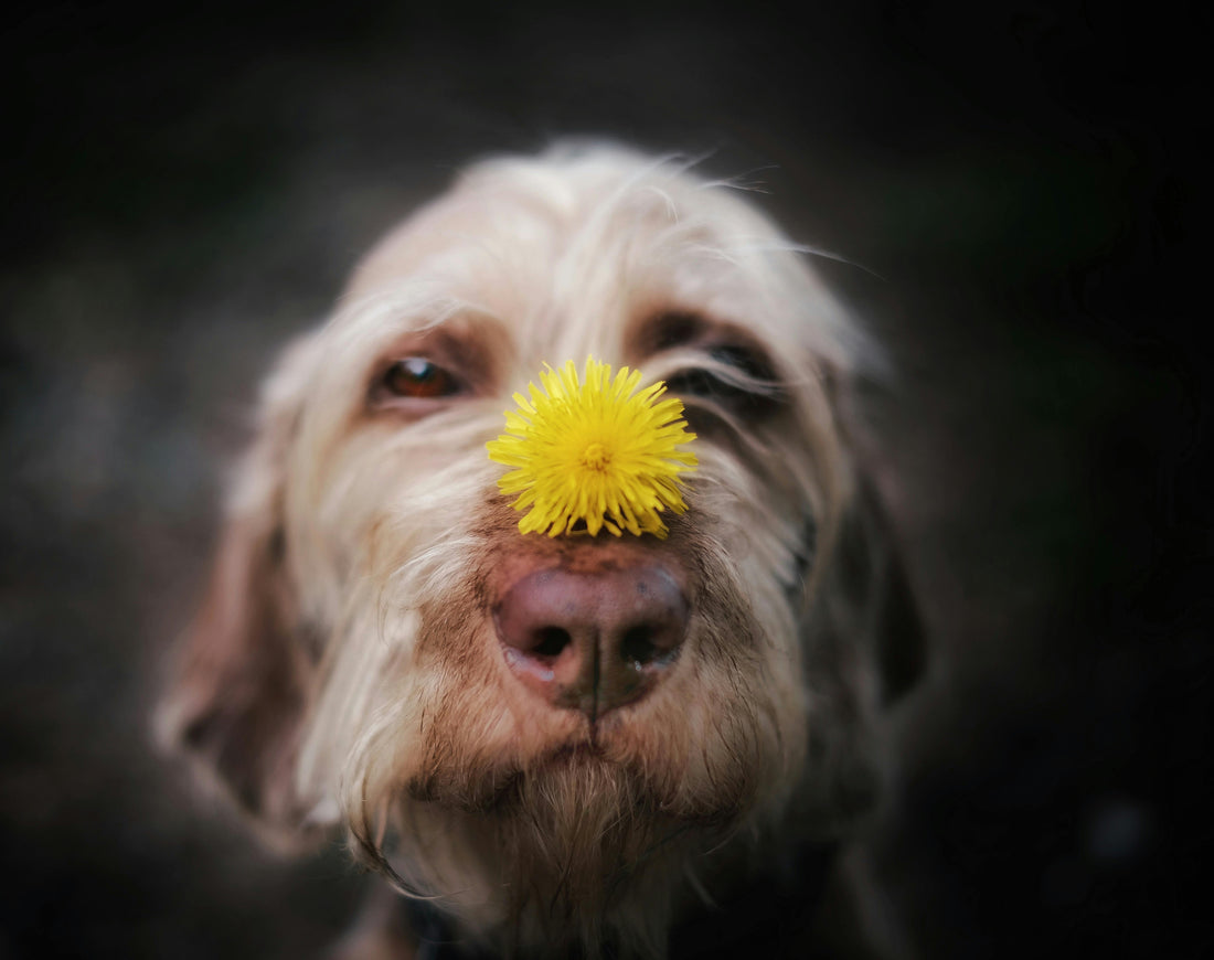 Calendario antiparasitario para perros: cómo protegerlo durante todo el año