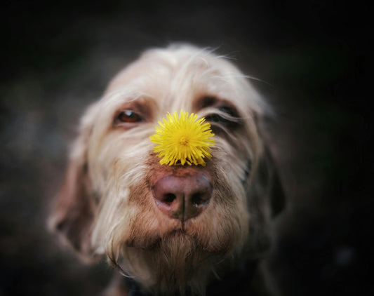 Calendario antiparasitario para perros: cómo protegerlo durante todo el año
