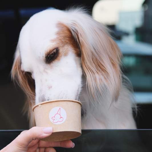 Helado para perros: recetas caseras y qué ingredientes pueden comer