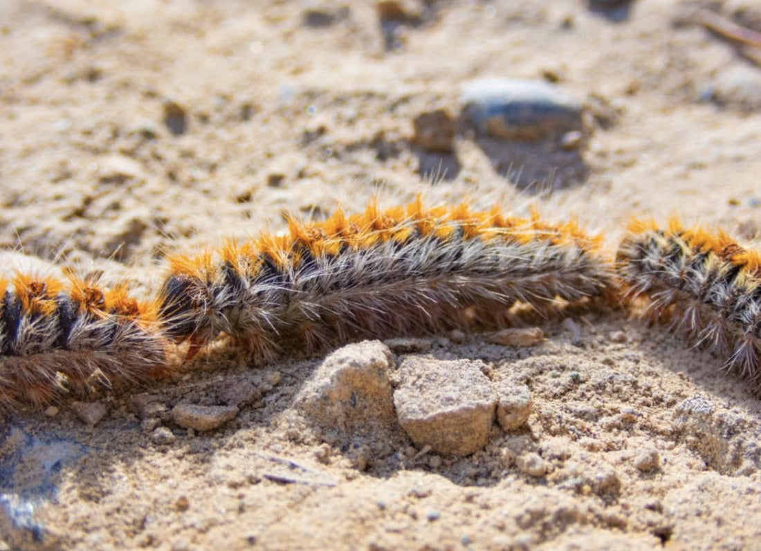 Procesionaria del pino: cómo proteger a tu perro durante la temporada de mayor riesgo