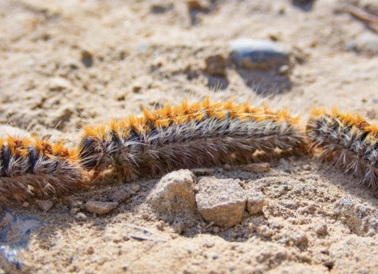 Procesionaria del pino: cómo proteger a tu perro durante la temporada de mayor riesgo