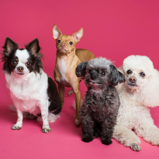 Tos invertida en pomeranias y perros pequeños: qué es, por qué ocurre y cuándo preocuparse